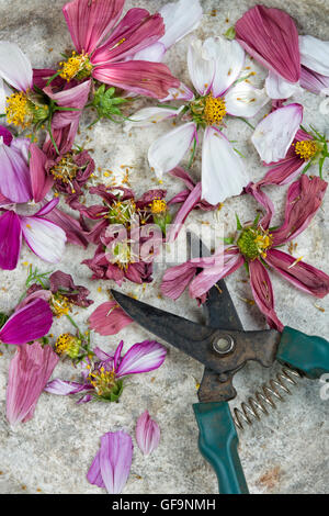 Punto morto cosmo fiori con giardino snips Foto Stock