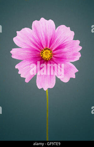 La pittura digitale di un rosa fiore Cosmea Foto Stock
