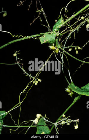 Impianti con molti viticci che sono presi su sfondo nero Foto Stock