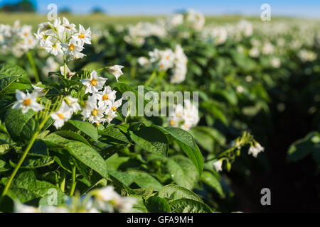 Fiori di patate in un campo di fattoria rurale in Prince Edward Island, Canada. Foto Stock