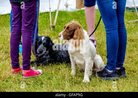 Carnwath Agricultiral Show, South Lanarkshire, Regno Unito. Il 30 luglio, 2016. Aspettando pazientemente il loro turno a dog show. Credito: Andrew Wilson/Alamy Live News Foto Stock