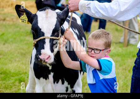 Carnwath spettacolo agricolo, South Lanarkshire, Regno Unito. Il 30 luglio, 2016. Un giovane aiutando il suo papà che mostra un vitello alla mostra di anello. Credito: Andrew Wilson/Alamy Live News Foto Stock