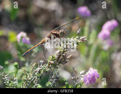 Femmina nera-tailed skimmer dragonfly (Orthetrum cancellatum) su heather in Berkshire, Inghilterra Foto Stock