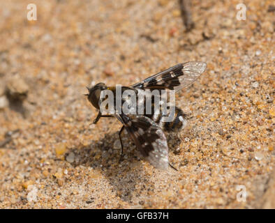 Chiazzato bee-fly (Thyridanthrax fenestratus) sulla sabbia nel Surrey, Inghilterra Foto Stock