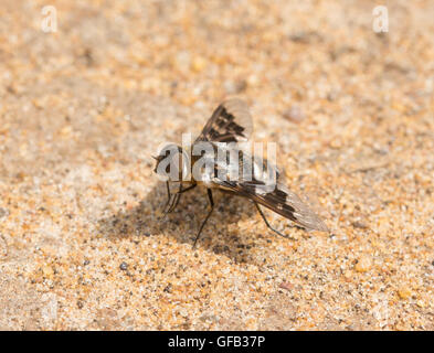 Chiazzato bee-fly (Thyridanthrax fenestratus) sulla sabbia nel Surrey, Inghilterra Foto Stock