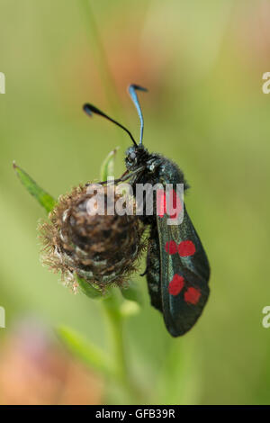 Sei in loco falena Burnett (Zygaena filipendulae) su flowerhead, REGNO UNITO Foto Stock