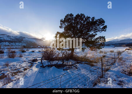 Paesaggio invernale con albero, montagne e il sole di setting, Chaffee County, Colorado Foto Stock