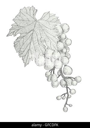 Disegnata a mano grappolo di uva isolati su sfondo bianco Illustrazione Vettoriale