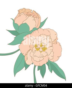 Peonia isolati su sfondo bianco Illustrazione Vettoriale