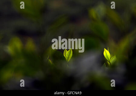 Le foglie di tè in un tea garden in Assam, India Foto Stock