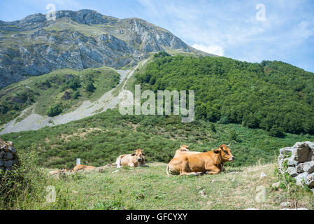 Le mucche in appoggio in campo. Foto scattata in Valle Sousas, Somiedo Riserva Naturale, Spagna Foto Stock