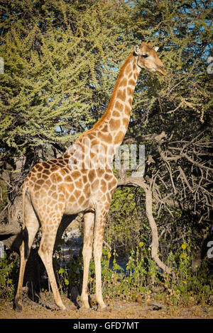 La giraffa nel Parco Nazionale Etosha in Namibia, Africa Foto Stock