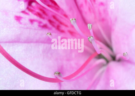 Macro shot di rododendro noto anche come una struttura ad albero di rose Foto Stock