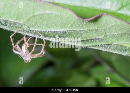 Sinistra spider cast sulla foglia Foto Stock