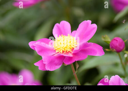 Rosa Paeonia lactiflora in piena fioritura. Foto Stock