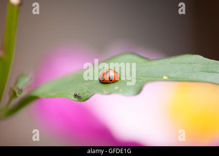 Una signora bug in appoggio nel giardino fiorito Foto Stock