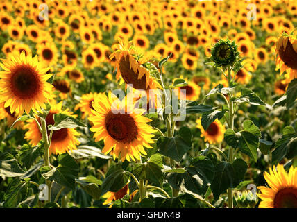 Campo di girasoli Foto Stock