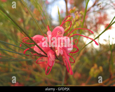 Fiore rosa di Grevillea 'l'Eleganza', un australiano vegetale nativo, trovati in Andalusia Foto Stock