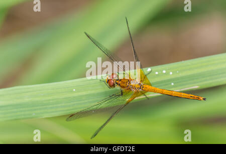 Libellula arancione seduto su una foglia verde Foto Stock