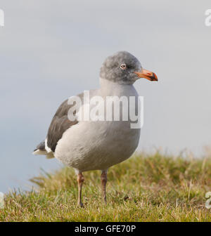 Un delfino gabbiano (Leucophaeus scoresbii) in non-allevamento piumaggio. Ushuaia, Tierra del Fuego, Argentina. Foto Stock