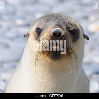 Un giovane leuchistic, di un colore pallido, antartico pelliccia sigillo (Arctocephalus gazella) sulla spiaggia di Salisbury Plain. Foto Stock