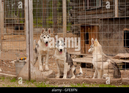 La fattoria dei cani husky in Rovaniemi FINLANDIA. La Lapponia. Foto Stock