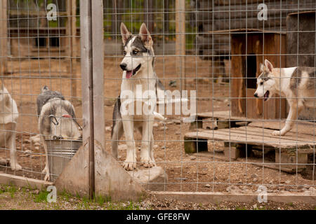 La fattoria dei cani husky in Rovaniemi FINLANDIA. La Lapponia. Foto Stock