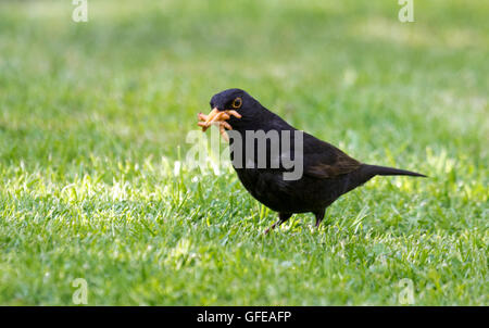 Comune Merlo maschio 'Turdus merula' mealworms raccolta da un giardino prato Foto Stock