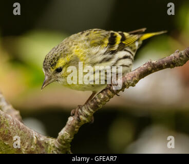 Lucherino femmina Mainsriddle in giardino, vicino RSPB Mersehead, Dumfries and Galloway, Regno Unito Foto Stock