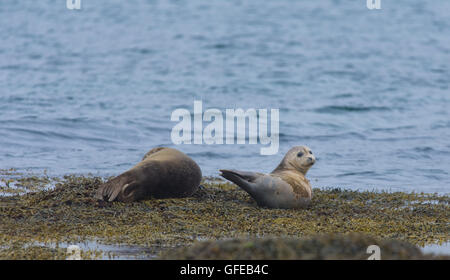 Le guarnizioni di tenuta del porto nelle acque del Fiordo Skotur vicino Litlibaer, Fiordi Occidentali, Islanda Foto Stock