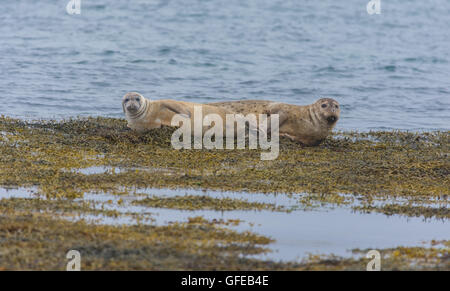 Le guarnizioni di tenuta del porto nelle acque del Fiordo Skotur vicino Litlibaer, Fiordi Occidentali, Islanda Foto Stock