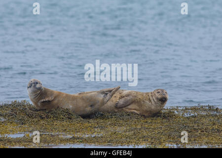 Le guarnizioni di tenuta del porto nelle acque del Fiordo Skotur vicino Litlibaer, Fiordi Occidentali, Islanda Foto Stock