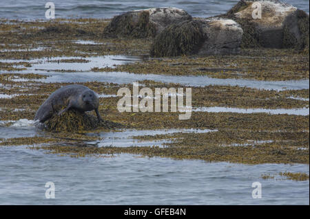 Le guarnizioni di tenuta del porto nelle acque del Fiordo Skotur vicino Litlibaer, Fiordi Occidentali, Islanda Foto Stock