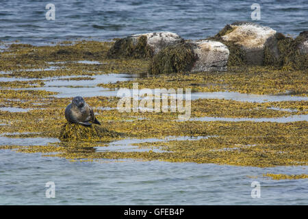 Le guarnizioni di tenuta del porto nelle acque del Fiordo Skotur vicino Litlibaer, Fiordi Occidentali, Islanda Foto Stock