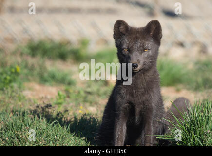 Arctic Fox, West fiordi, Islanda Foto Stock