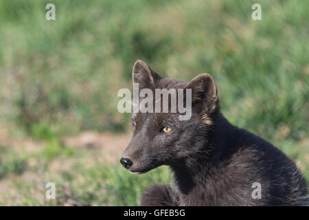 Arctic fox, West Fjords, Iceland Foto Stock
