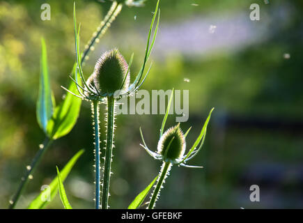 Teasel le teste dei fiori al crepuscolo con moscerini in aria Foto Stock