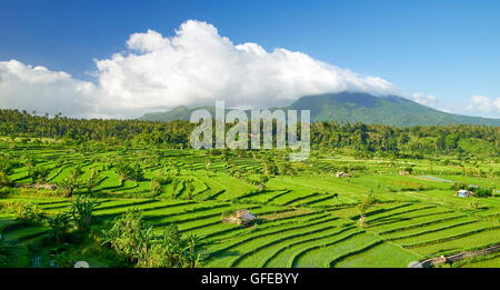 Campo di riso terrazzo paesaggio, Bali, Indonesia Foto Stock