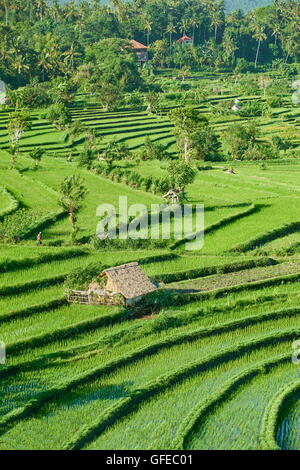 Riso terrazzo paesaggio, Bali, Indonesia Foto Stock