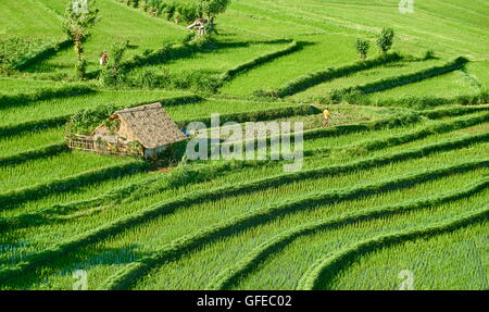 Bali, Indonesia - Riso Terrazza Panorama di campo Foto Stock