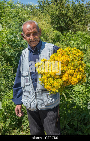 L'uomo la raccolta di Tiglio fiori per i medicinali a base di erbe/uso, a Voskopoja vicino Korca nel sud est dell'Albania. Foto Stock