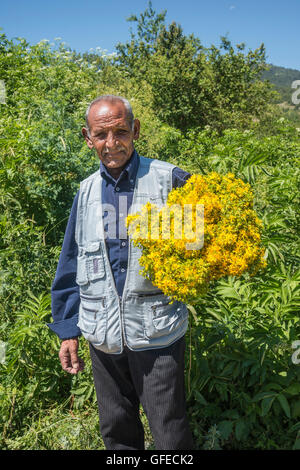 L'uomo la raccolta di Tiglio fiori per i medicinali a base di erbe/uso, a Voskopoja vicino Korca nel sud est dell'Albania. Foto Stock