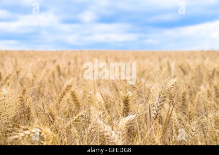 Golden campo di grano contro blu cielo molto nuvoloso Foto Stock