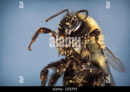 Comune bumblebee orientale sul fiore rosa in extreme closeup macro Foto Stock
