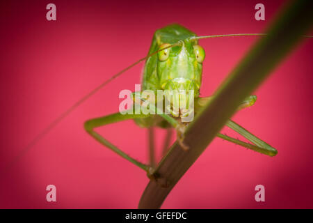 Boccola Fork-Tailed Katydid sull'erba con sfondo rosa Foto Stock