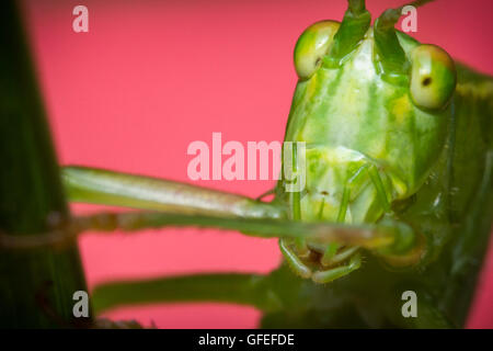 Boccola Fork-Tailed Katydid sull'erba con sfondo rosa Foto Stock