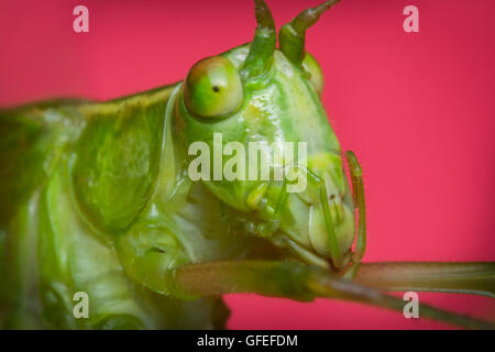 Boccola Fork-Tailed Katydid sull'erba con sfondo rosa Foto Stock