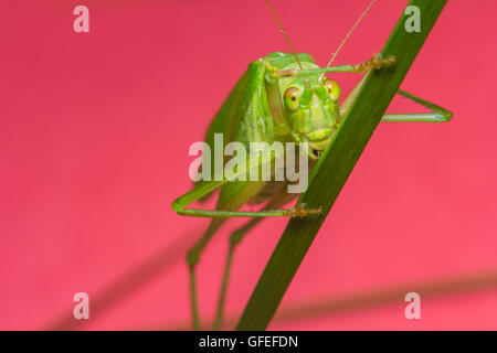 Boccola Fork-Tailed Katydid sull'erba con sfondo rosa Foto Stock