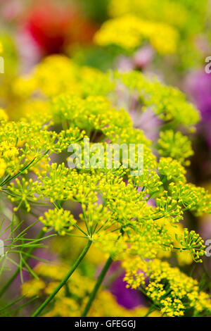 L'aneto fiori nel giardino fiorito. Foto Stock