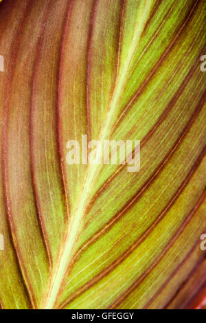 Grandi foglie di canna abstract close up Foto Stock